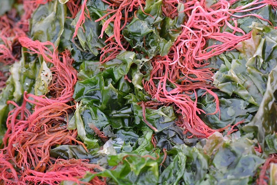 Seaweed, Algae, Nature, Red, Green, no people, wool, close-up HD wallpaper