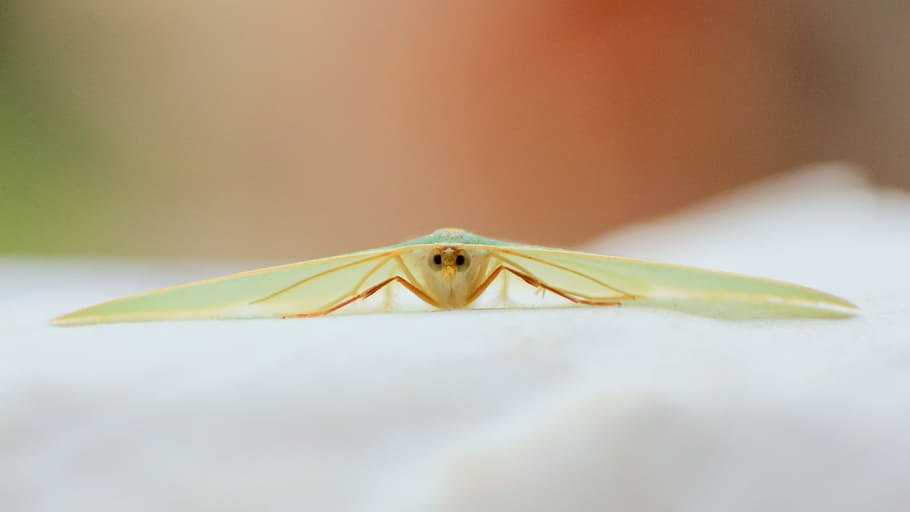 moth, green, macro, reverse ring, small, beauty, insect, balance HD wallpaper