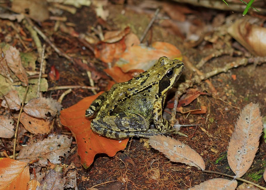 Frog, Forest, Nature, Autumn, green, kermit, spotted, forest floor HD wallpaper