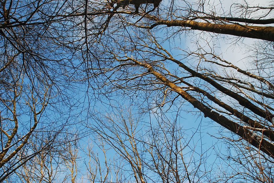 clouds, trees, winter, sky, nature, bare tree, branch, plant HD wallpaper