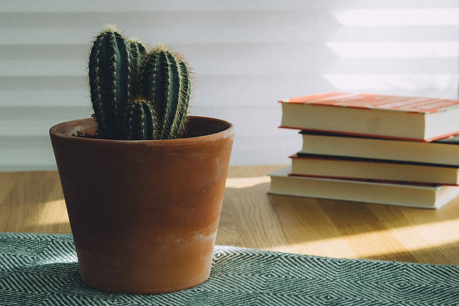 green cactus potted plant, cactus on brown pot near to four books HD wallpaper