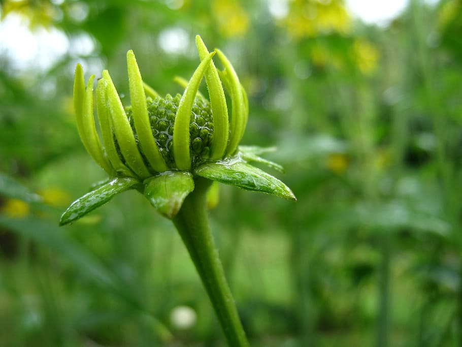 bud, coneflower, summer, green, yellow, growth, plant, green color HD wallpaper