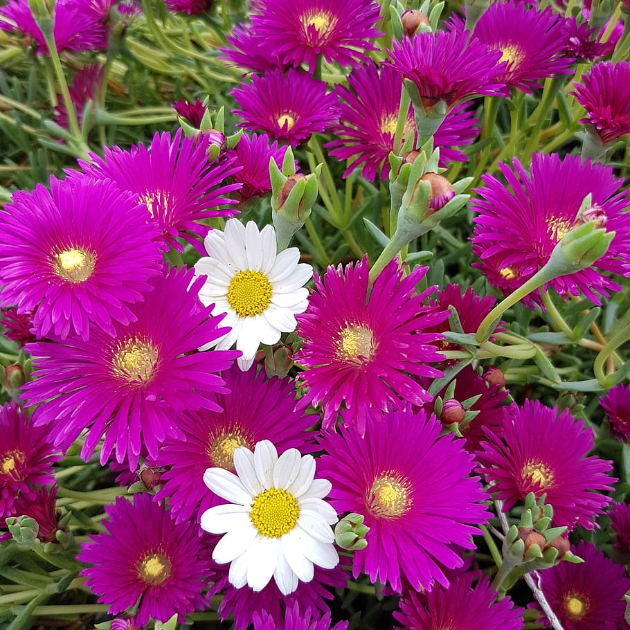 landscape, flower, garden, flowering plant, freshness, fragility HD wallpaper