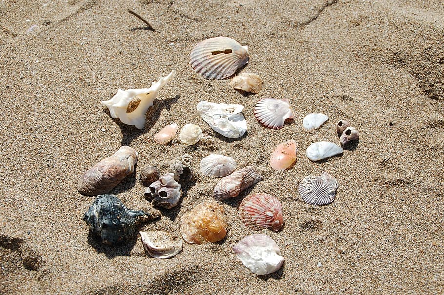 shell, sea, beige, nature, beach, sand, summer, vacations, animal Shell HD wallpaper