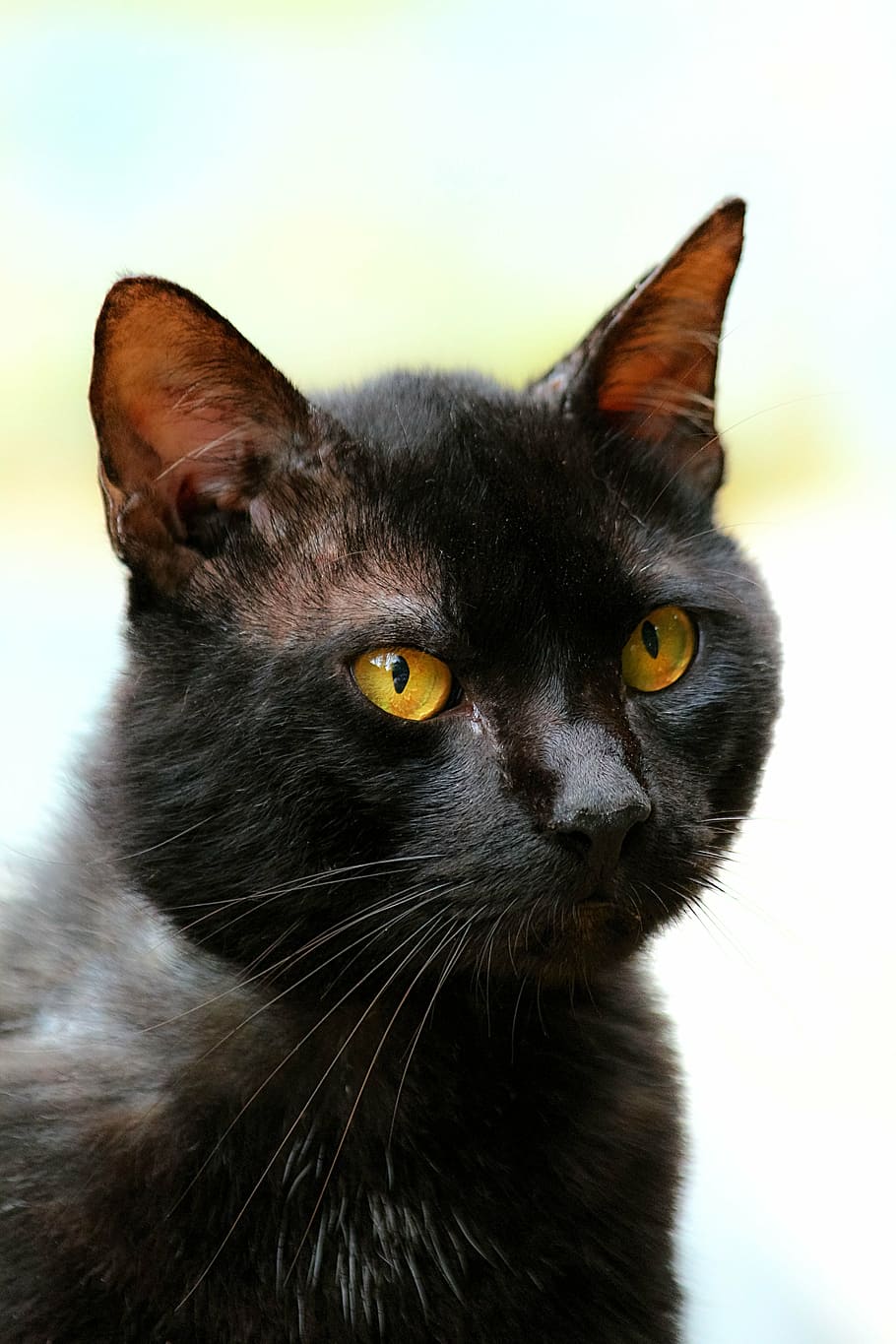 cat, black, black cat, domestic Cat, animal, pets, feline, mammal HD wallpaper