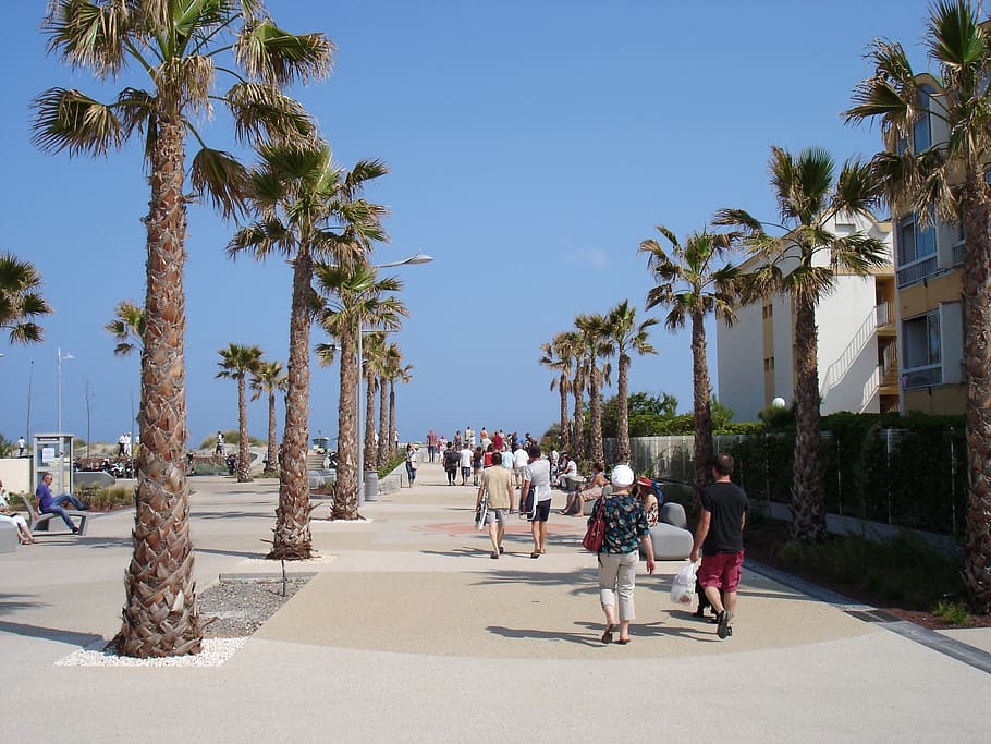 promenade, palm, walk, group of people, tree, palm tree, tropical climate HD wallpaper