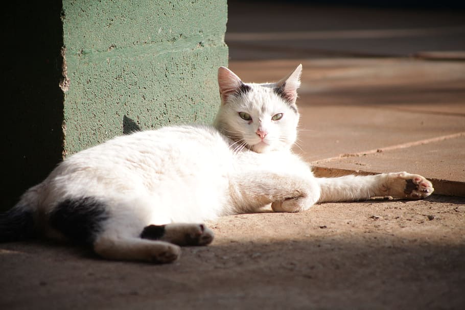 Kitten, Tabby, Sun, resting, placing, outdoors, cat, feline HD wallpaper