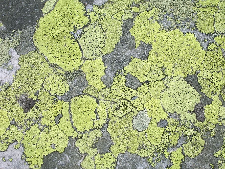 lichen, stone, structure, surface, texture, high angle view, HD wallpaper