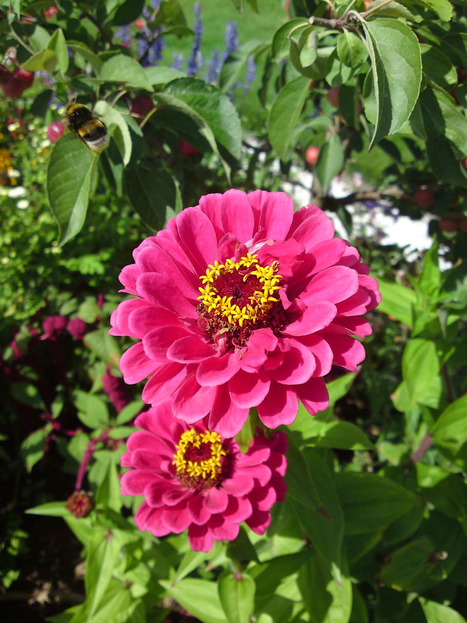 flower, blossom, bloom, red, pink, yellow, nature, spring, garden HD wallpaper