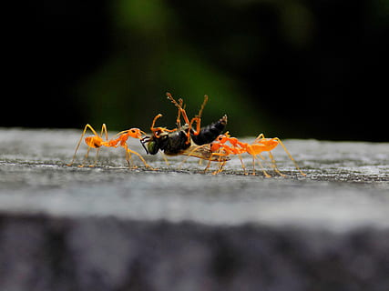 Seems like the last journey, orange ants carrying black wasp in close-up photography HD wallpaper