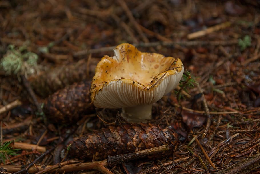 fungus, forest, fall, pine apple, vegetable, food, mushroom HD wallpaper