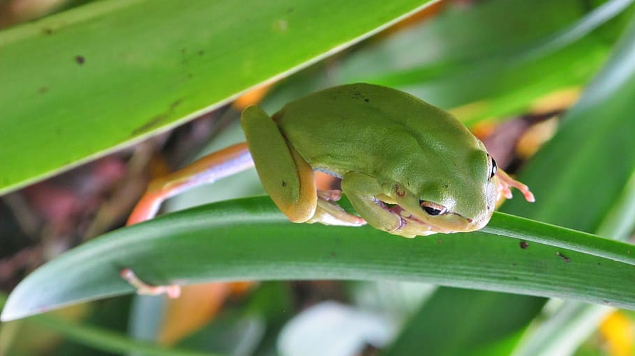 Toad, Frog, Animal, Water, Nature, green, leaf, green color HD wallpaper