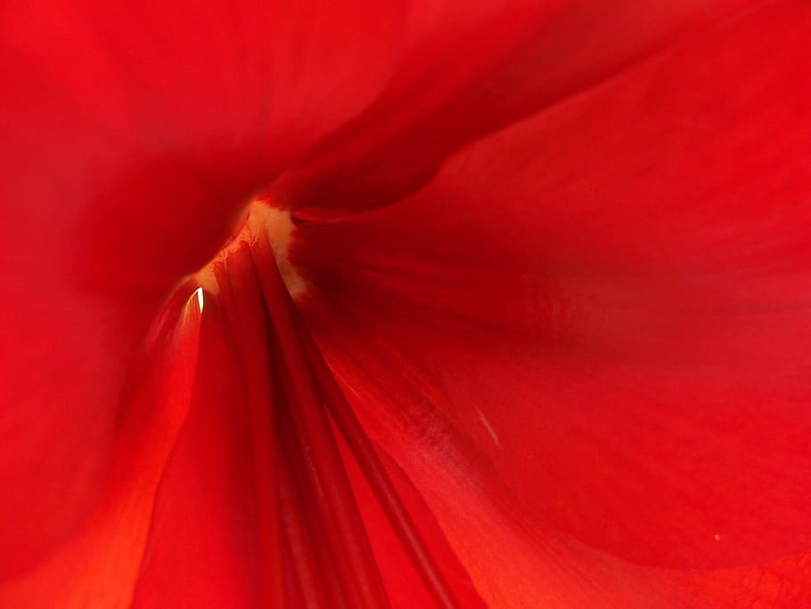 red, flower, nature, macro, close-up, flowering plant, petal HD wallpaper