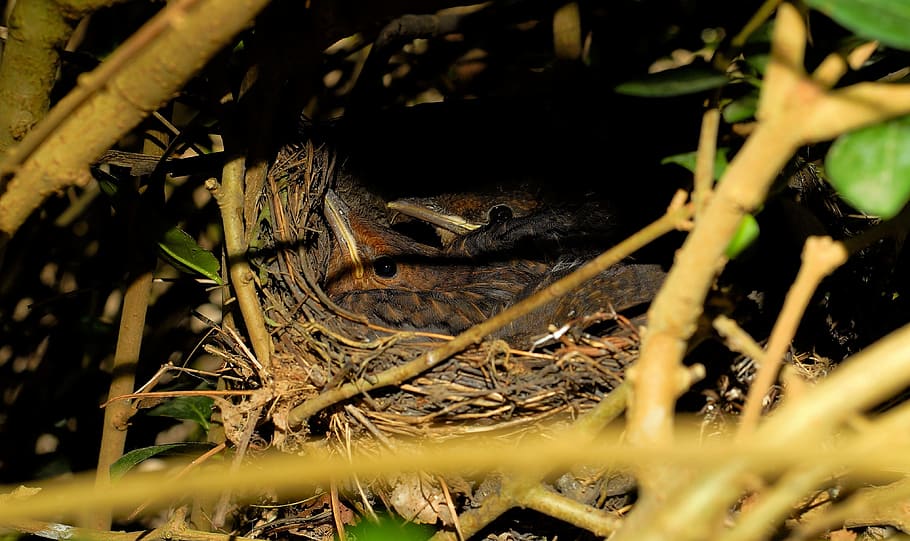 Bird'S Nest, Blackbirds, young birds, hedge hidden, chicks, HD wallpaper