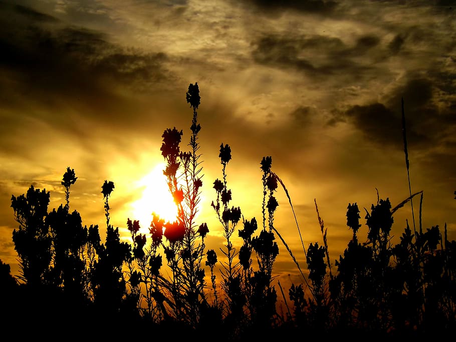 east, flower, cloud, sun, plants, silhouette, sky, sunset, cloud - sky HD wallpaper
