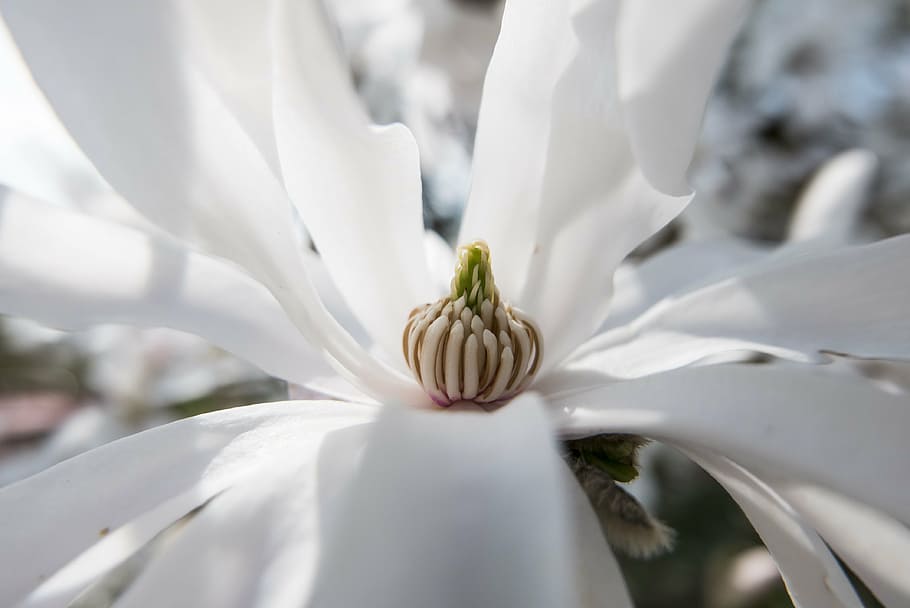 blossom, bloom, spring, white, nature, star magnolia, light HD wallpaper