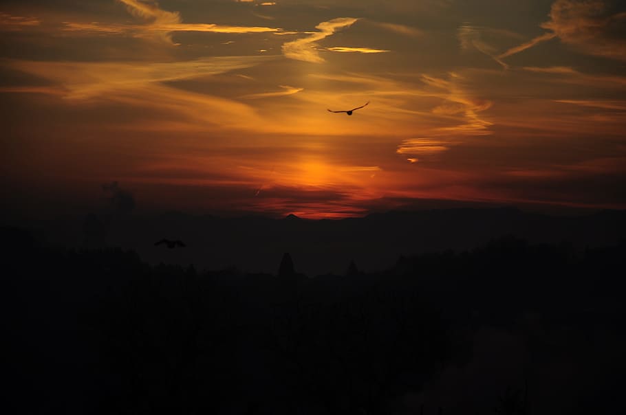 sunrise, bird, clouds, sunset, sky, silhouette, orange color HD wallpaper