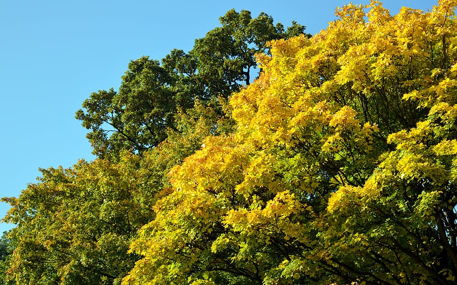 Deciduous Tree, Deciduous Trees, Forest, leaves, green, yellow HD wallpaper
