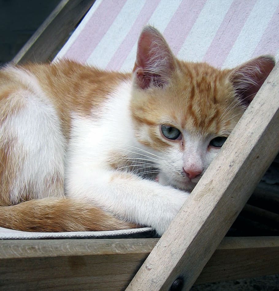 kitten, cat, tomcat, chick, domestic, pets, domestic cat, feline HD wallpaper