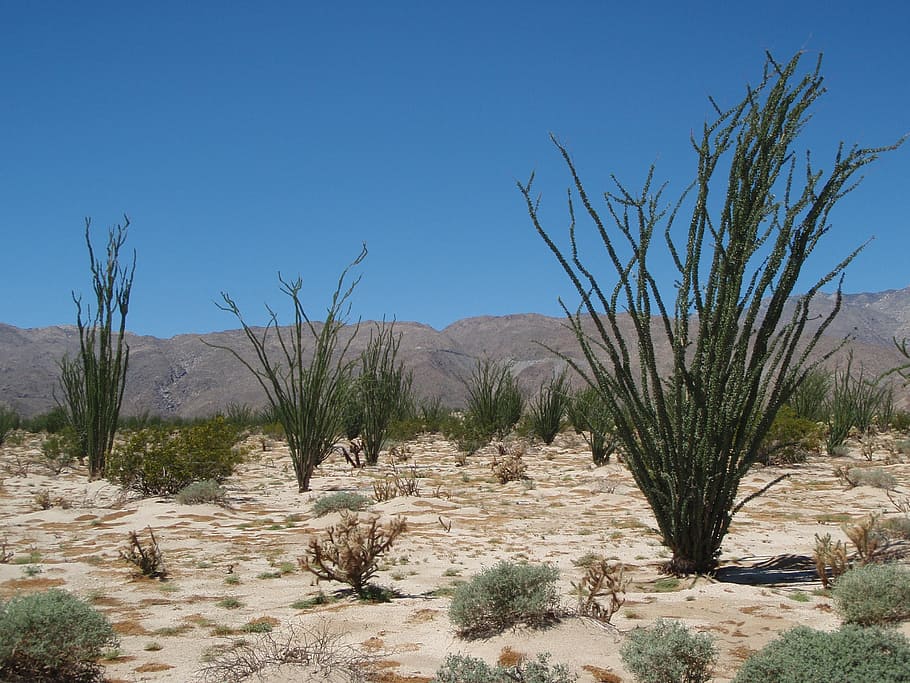 desert, de anza-borrego, nature, plant, summer, sky, garden, HD wallpaper