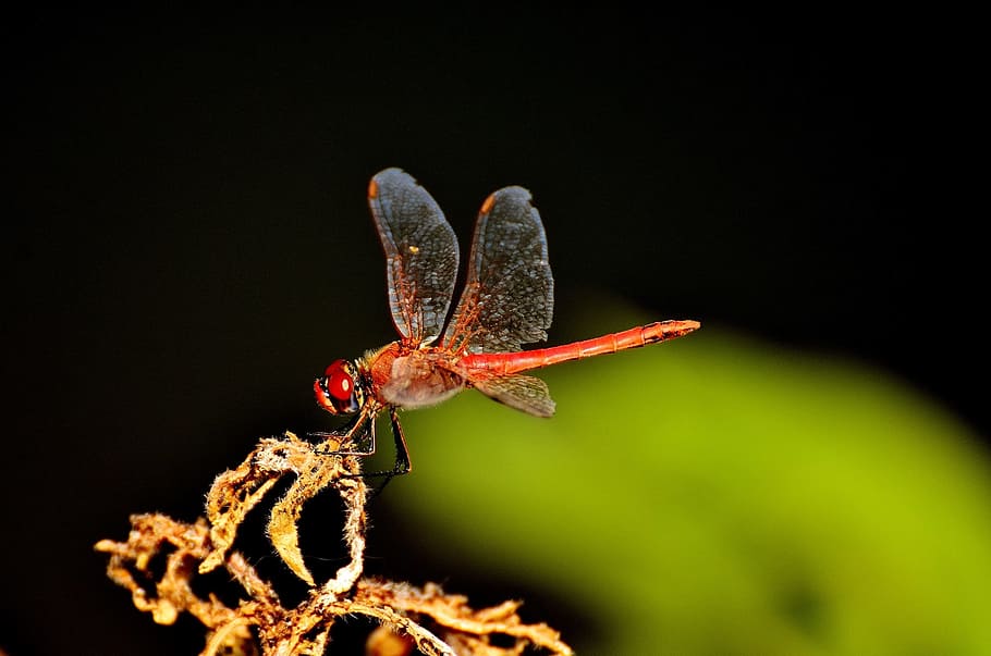 red dragonfly on brown flower, insect, nature, animal, wing, wildlife photography, HD wallpaper