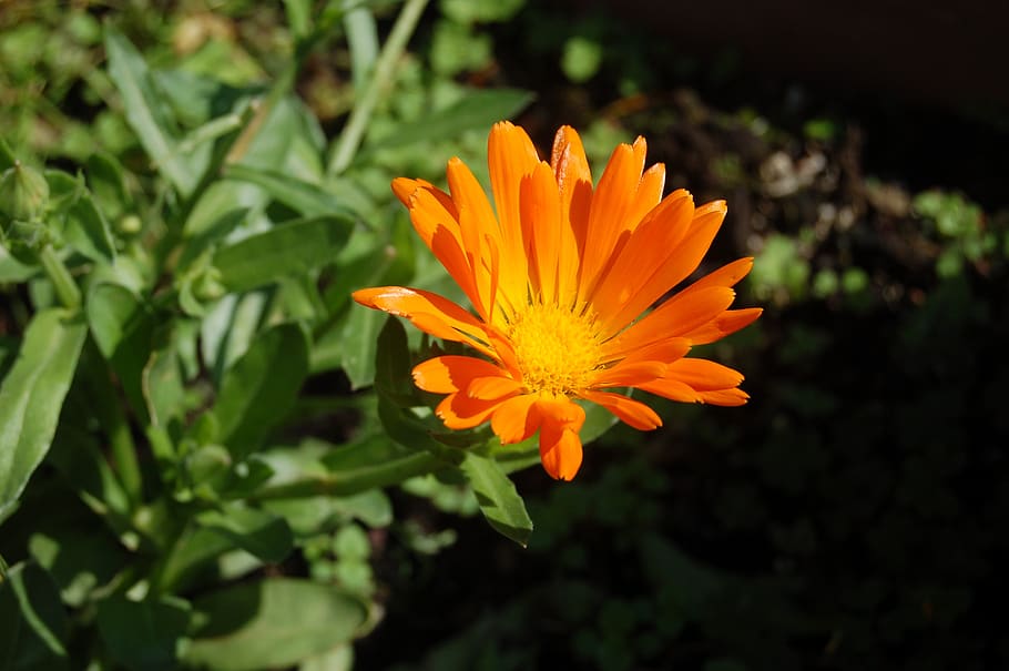 flower, summer, flowering plant, vulnerability, fragility, orange color HD wallpaper