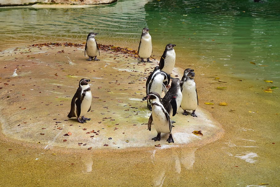 penguin, cold, animals, natural, bird, group of animals, animals in the wild HD wallpaper