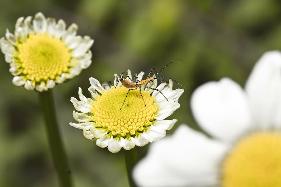 macro, insect, flower, nature, wildlife, garden, plant, close HD wallpaper