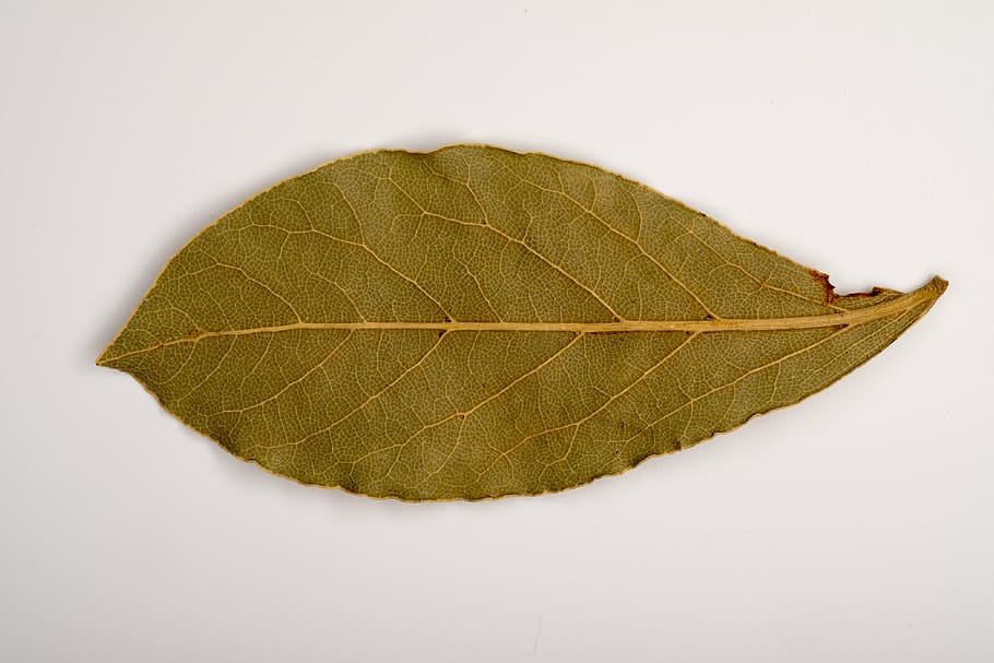 sheet, old leaf, dry leaves, tree, autumn, old age, dryness