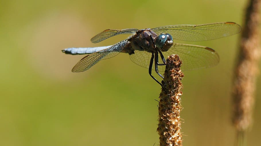 Nature, Insect, Dragonfly, Macro, one animal, animal themes HD wallpaper
