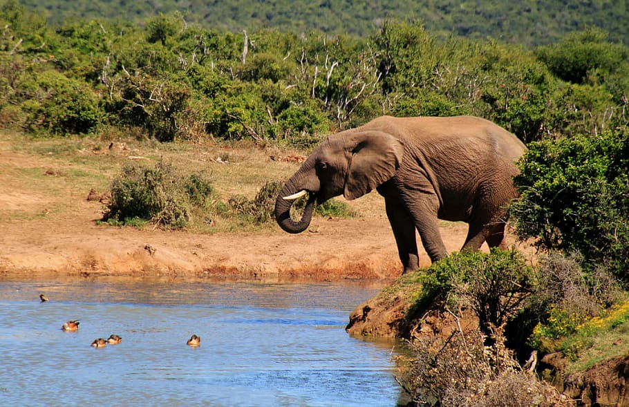 elephant on body of water, african bush elephant, animals, safari