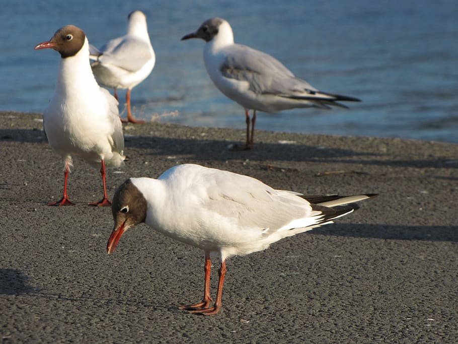 Seagull, Head, Bird, birds, pond, sunset, beach, sand, animals in the wild HD wallpaper