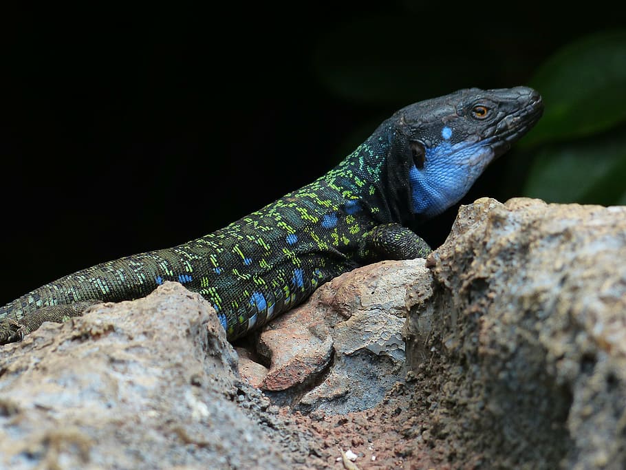 lizard, cheeky, curious, keck, canaries lizard, gallotia galloti HD wallpaper