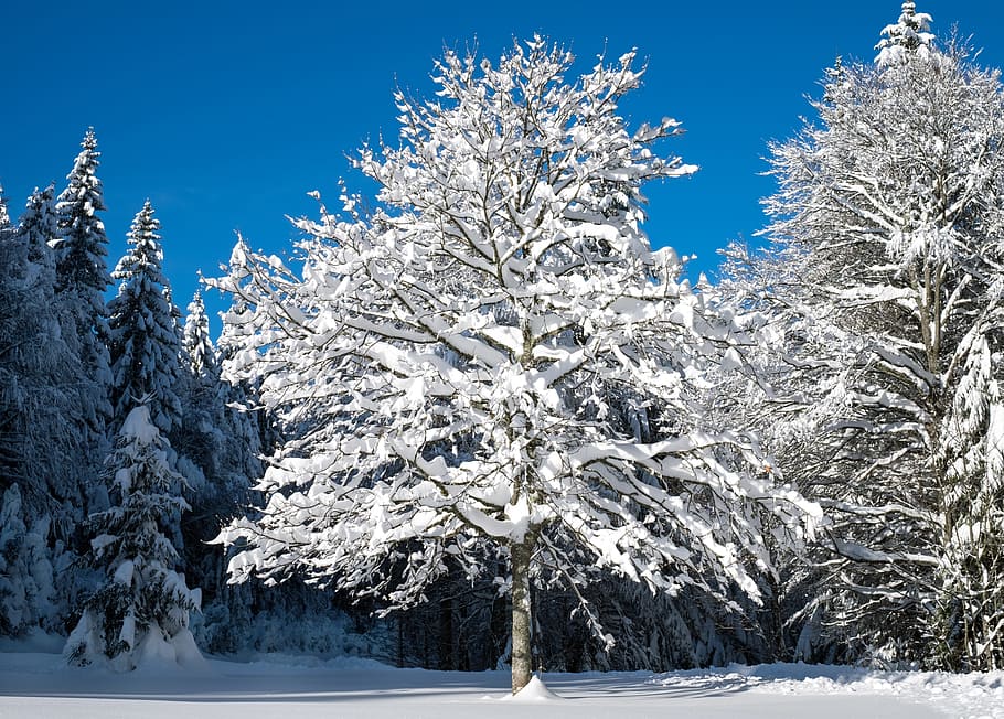 snow flakes on bare tree, winter, snow landscape, young tree HD wallpaper
