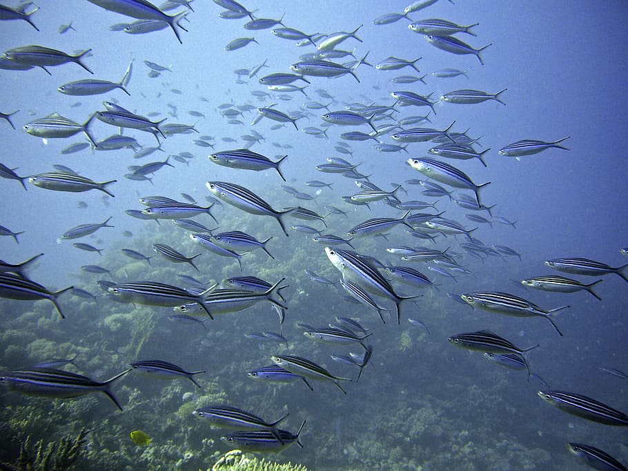 underwater photography of school of silver fishes, swarm, meeresbewohner