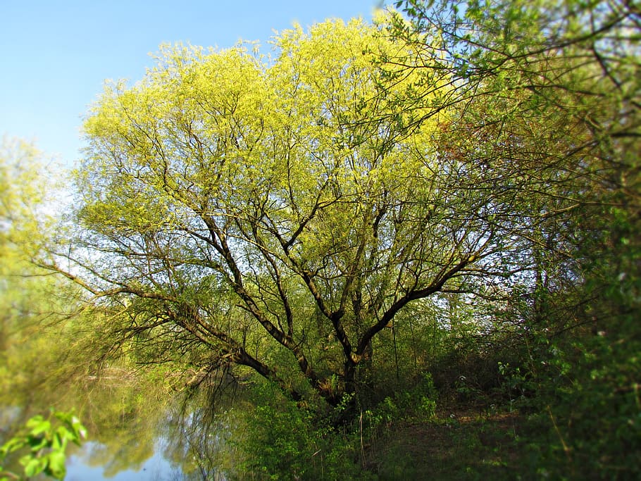 spring, tree, nature, green, forest, plant, sky, growth, day HD wallpaper
