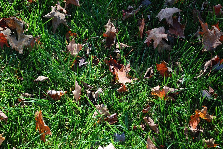lawn, green, turf, grass, fall, seasonal, sunny day, leaves ground, HD wallpaper