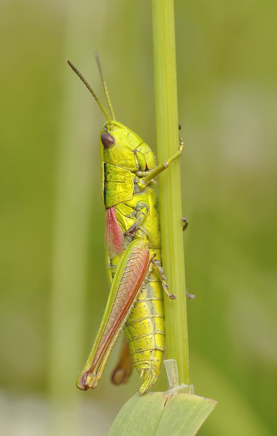 green locust perched on green stem closeup photography, konik HD wallpaper
