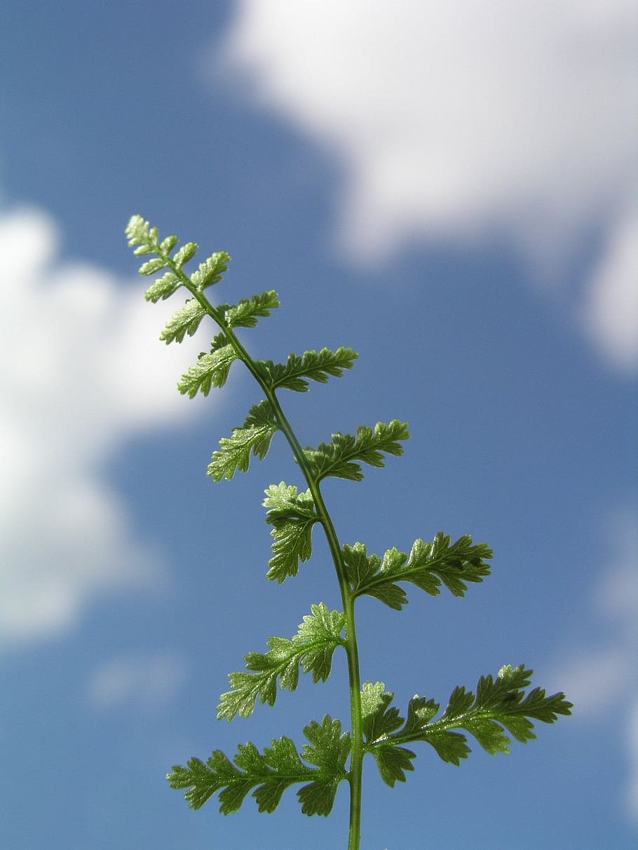 fern, leaf, nature, plant, sky, growth, low angle view, cloud - sky HD wallpaper