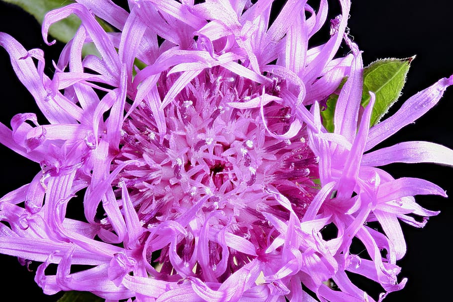 macro photography of purple petaled flower, had knapweed, blossom, HD wallpaper