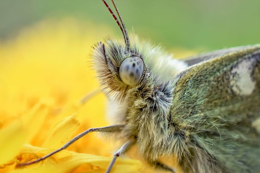 macro, insect, green, nature, fly, one animal, animals in the wild HD wallpaper