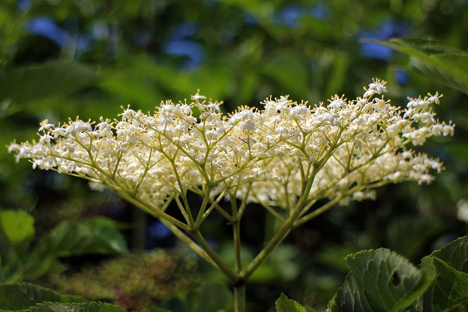 Elderberry 1080P, 2K, 4K, 5K HD wallpapers free download | Wallpaper Flare