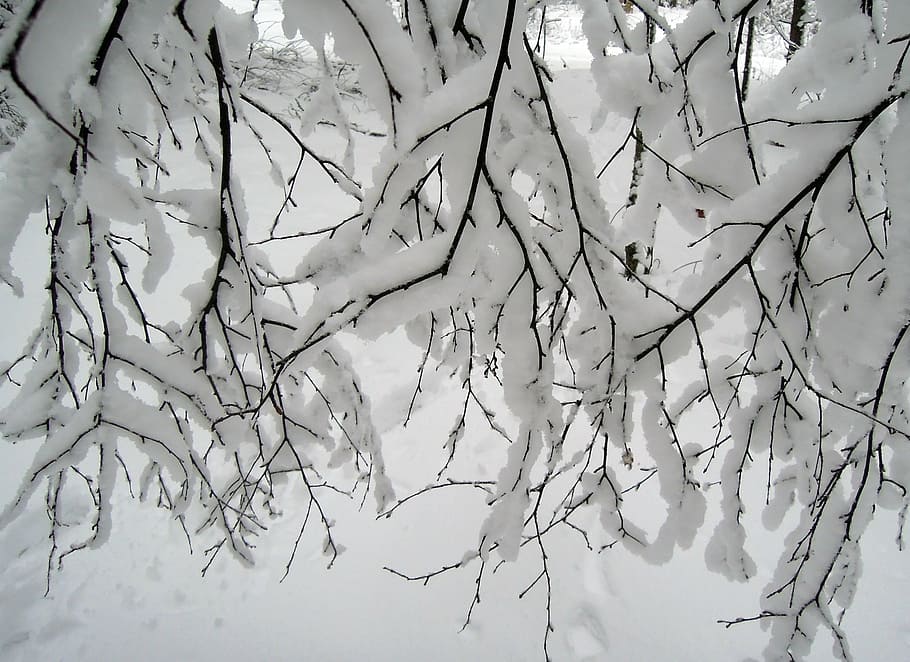 snow covered tree branches, winter, white, trees, bush, the bushes HD wallpaper
