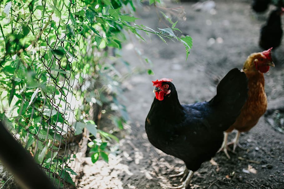 Animals on a farm, hen, chicken, kennel, coop, village, rural, HD wallpaper