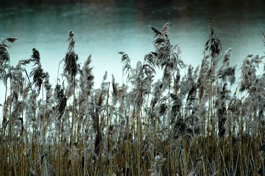 reeds, winter, frost, nature, agriculture, plant, rural Scene