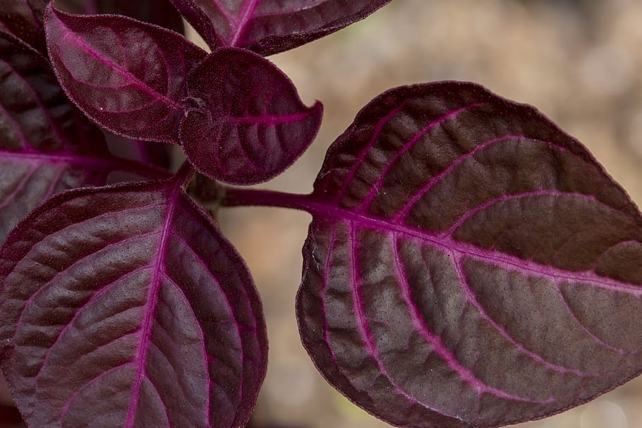 Macro, Colors, Nature, Plant, red, leaves, leaf, close-up, purple HD wallpaper