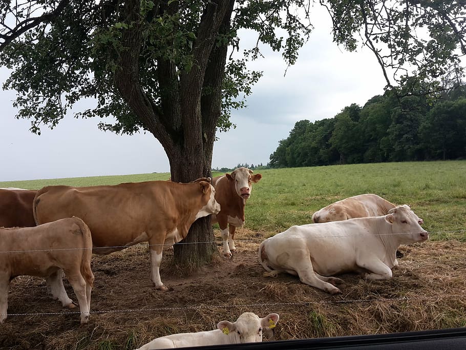 cows, flock, summer, tree, resting place, sky, meadow, agriculture HD wallpaper