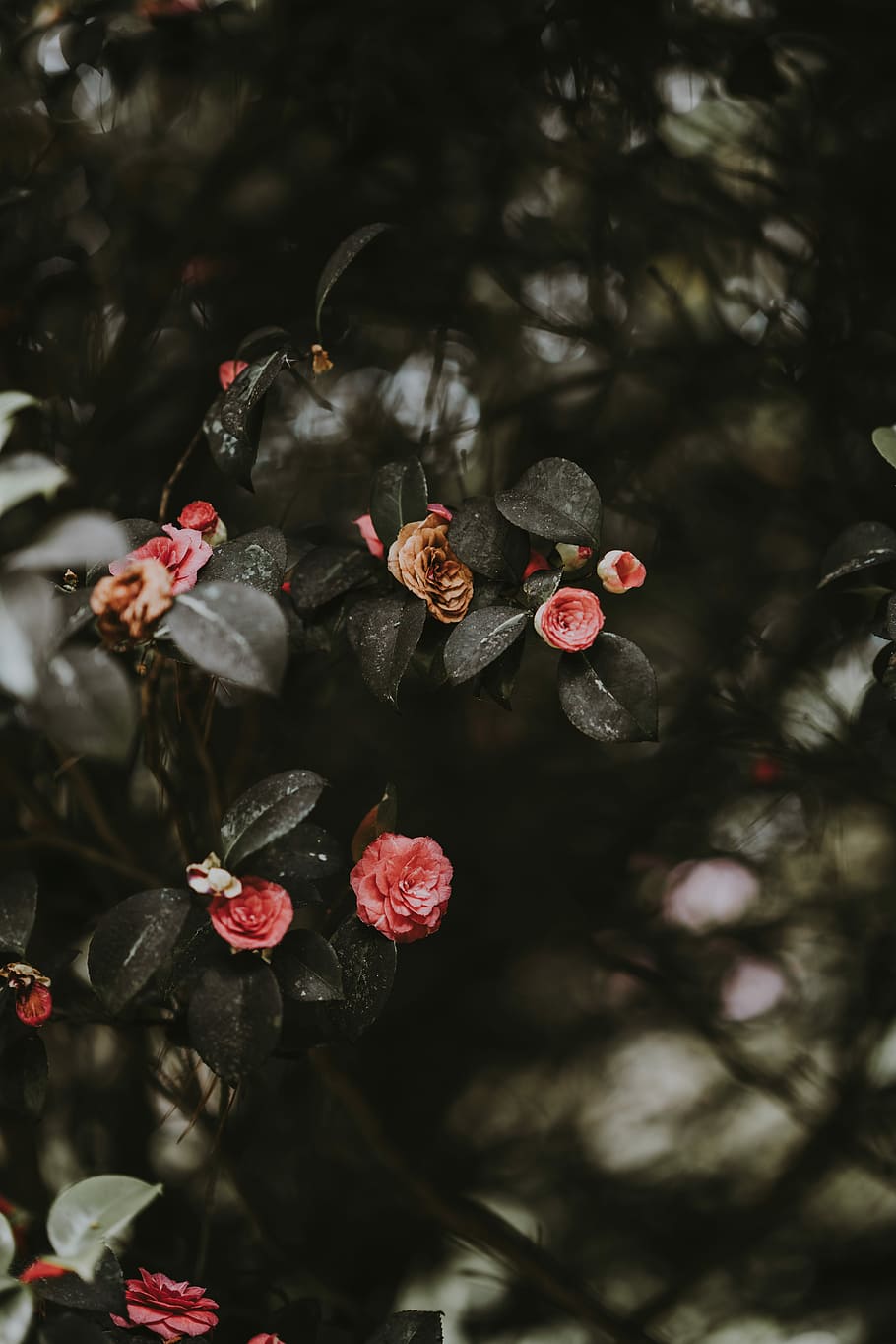 selective focus photography of pink petaled flower, plant, leaf HD wallpaper
