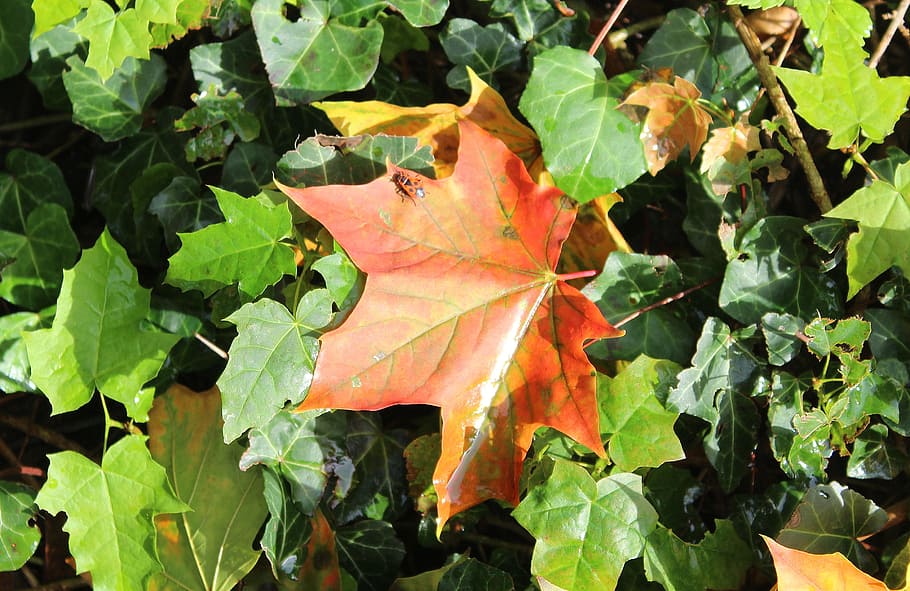 maple leaf, autumn leaves, fall, colors, nature, tree, plant part HD wallpaper