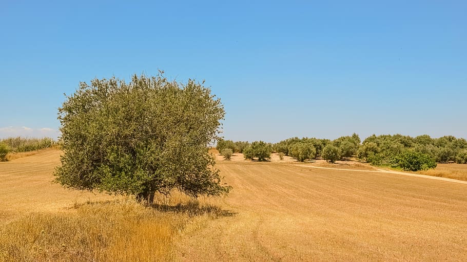 HD wallpaper: tree, farmland, landscape, countryside, nature, field